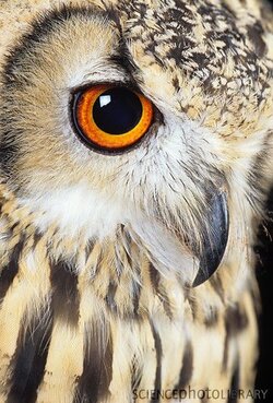 Z8360118-Bengalese_eagle_owl-SPL.jpg