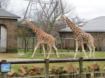 I Love Giraffes.jpg