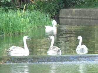 9 Swanning around as if they own the place.jpg