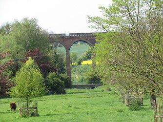 19 Cows below trains above.jpg