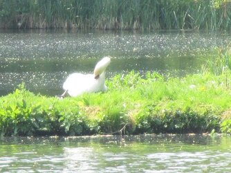 26 Lullingstone Castle Swan in situ.jpg