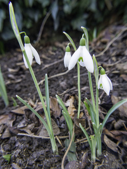 snowdrop1_zpsawfxtexn.jpg