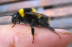 bumblebee_0453_zpsghomxi3z.jpg