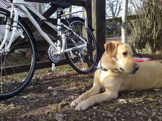 Snipe and the bike 3feb11.JPG