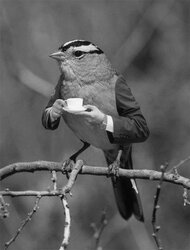 Bird Cuppa.jpg