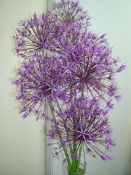 Alium.JPG