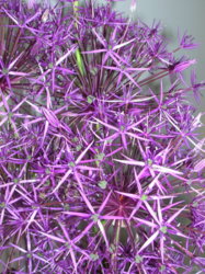 Alium - close up.JPG