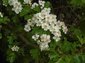 220509-7261 Strawberry Line-Biddle Street Moor-May blossom-detail.JPG