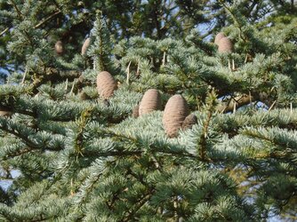 221128-1484 Hill St Michael Atlas Cedar-Cedrus atlantica cones.JPG