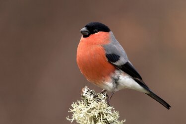 bullfinch.jpg