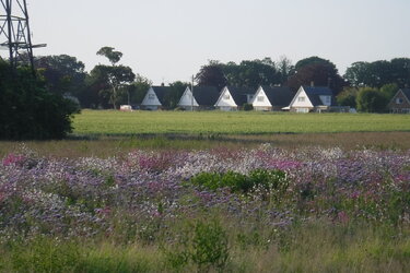 116.Flower Patch, Newton in the Isle.JPG