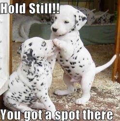 dalmatians.jpg