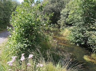 Tennant canal flowers.jpg