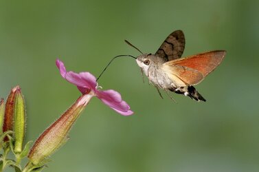 Hummingbird-Hawk-Moth-Pictures.jpg