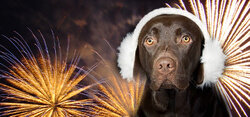 dog-fireworks-4.jpg