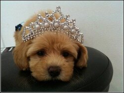 crown dog.jpg