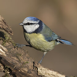 bluetit.jpg