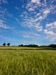 Barley field nr Cheddon Fitzpaine 4june15 (5) (598x800).jpg