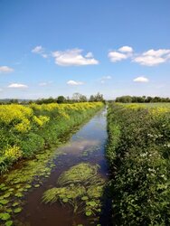 Near Godney on the Somerset Levels and Moors 23may15 (600x800).jpg