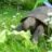 LonesomeGeorge